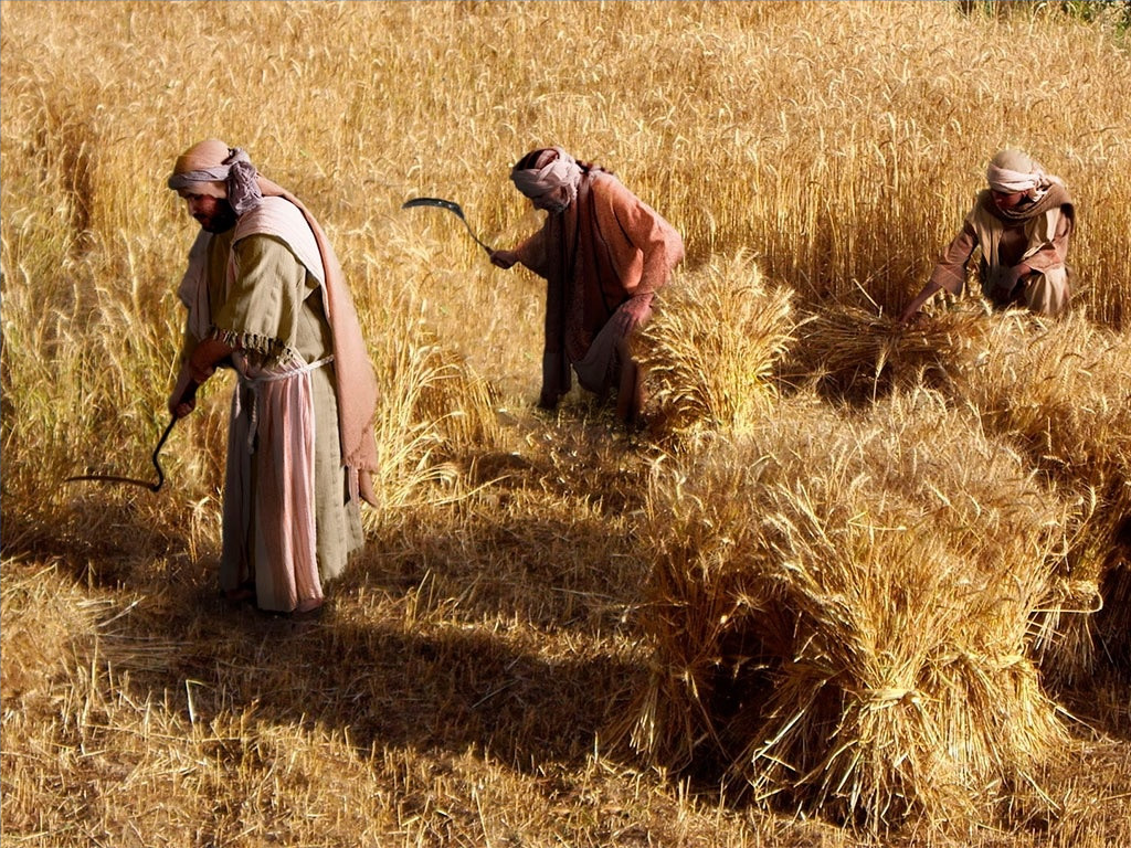 14_FB_NV_Wheat_Tares_1024